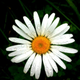 Image for article titled Shooting Challenge: Cellphone Gallery Part 8